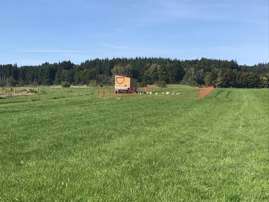 alte schaeferei huehner zweinutzungshuehner